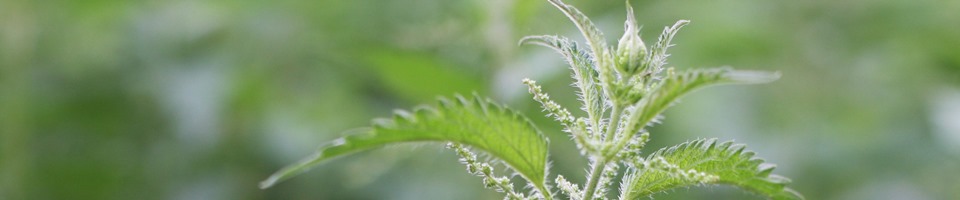 Impuls – Praktijk voor Klassieke Homeopathie, Martina Bouman