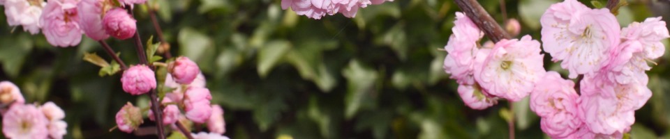 Impuls – Praktijk voor Klassieke Homeopathie, Martina Bouman