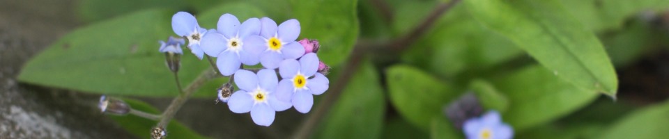 Impuls – Praktijk voor Klassieke Homeopathie, Martina Bouman