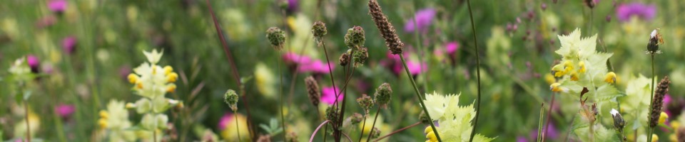 Impuls – Praktijk voor Klassieke Homeopathie, Martina Bouman