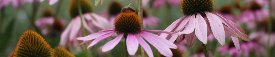 Impuls – Praktijk voor Klassieke Homeopathie, Martina Bouman